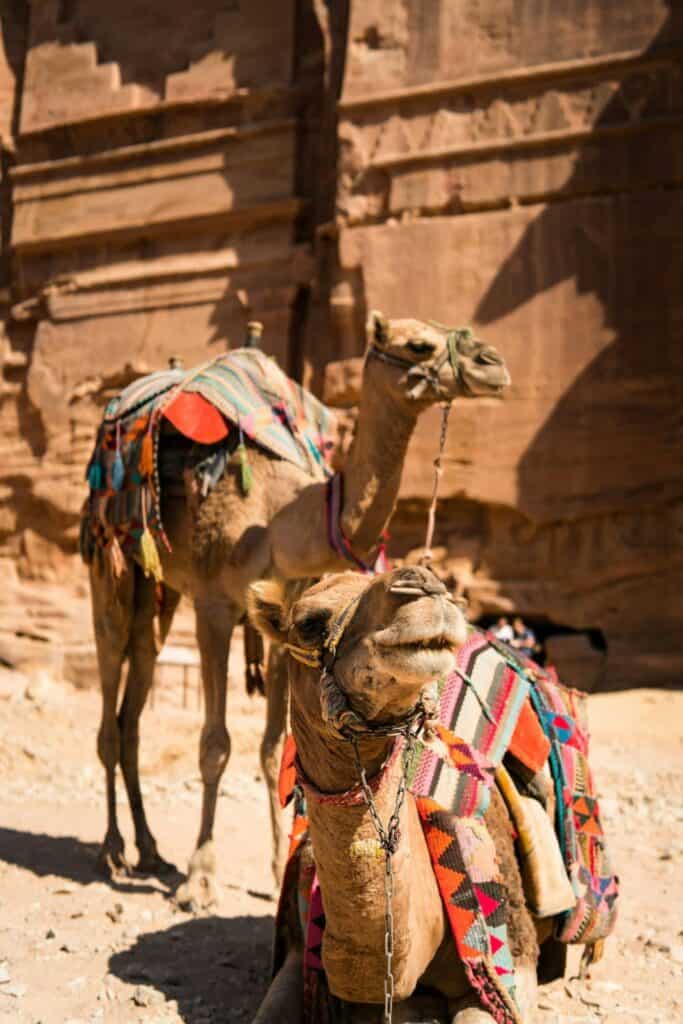 two camels sitting outside petra in jordan with materials covering their saddles