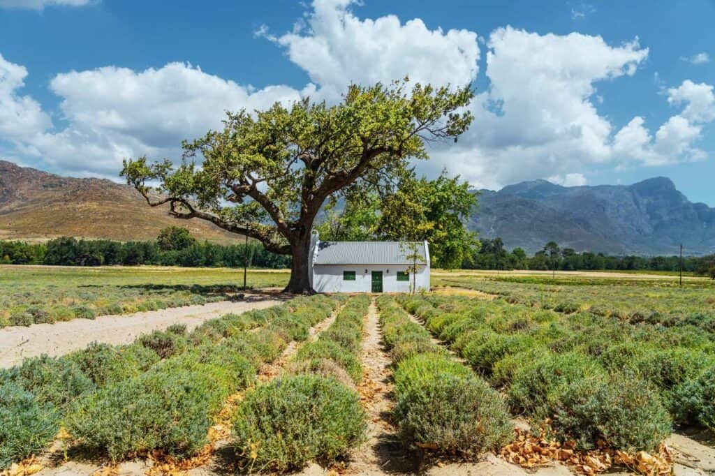 the picturesque landscape of Franschhoek one of the top South Africa honeymoon destinations. In the foreground, there are lush vineyards with rows of grapevines stretching across the landscape. The background features rolling hills and towering mountains under a bright blue sky, with a charming town nestled among the greenery.