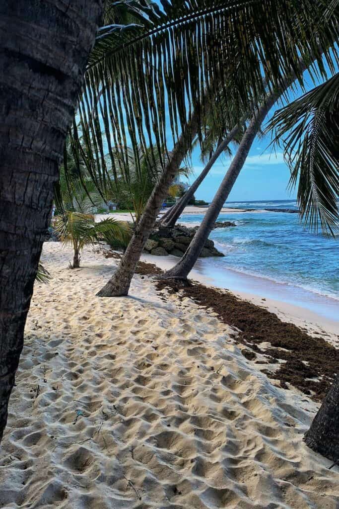 palm trees on beach with cream sand at hastings beach barbados
