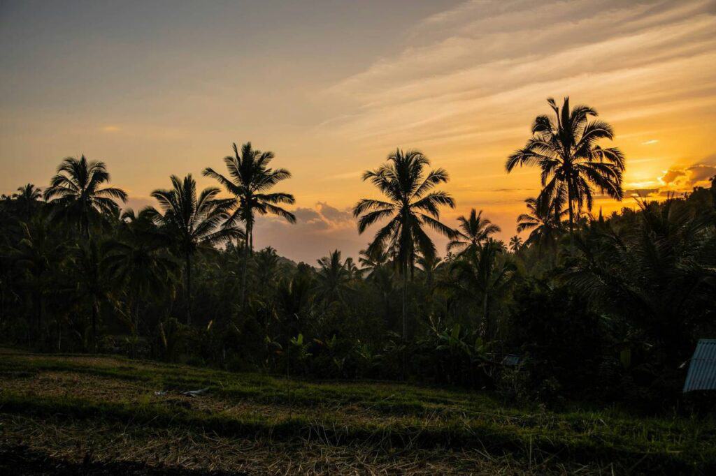 Stunning sunset over palm trees and lush greenery in Munduk, Bali, with the sky painted in warm hues of orange and yellow. The peaceful scene highlights the tropical beauty of the island at dusk