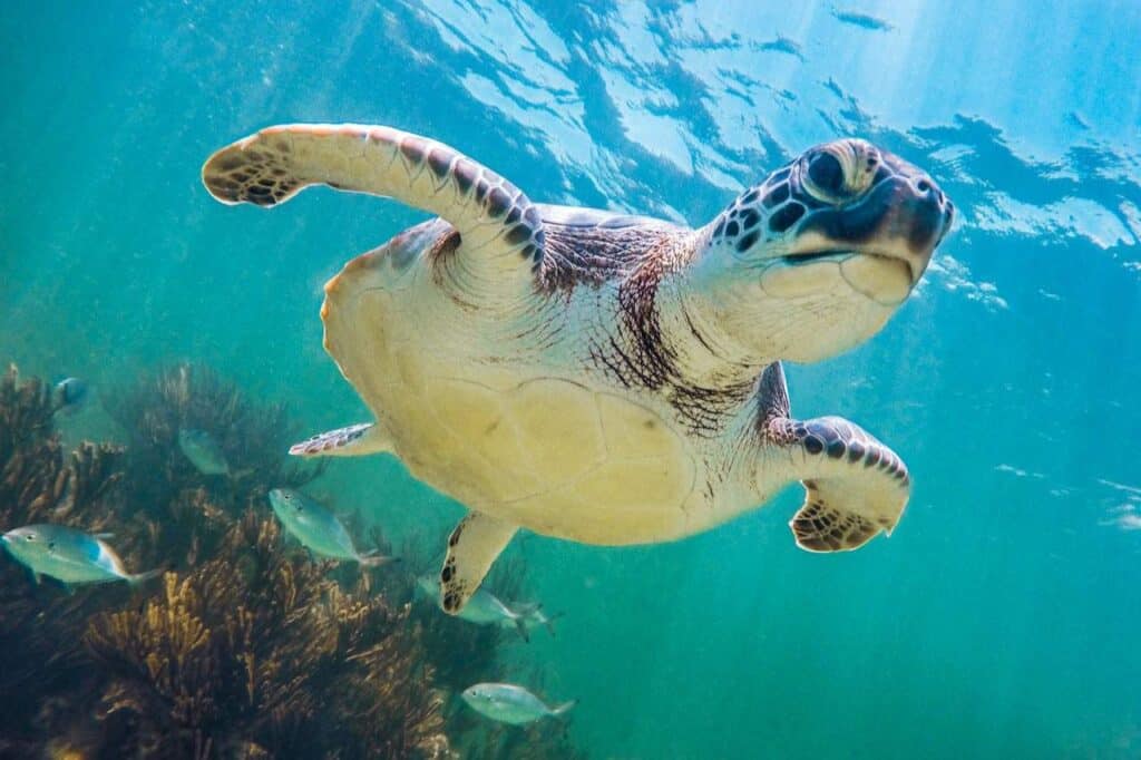 An underwater shot of a sea turtle swimming gracefully in clear, turquoise waters, with sunlight filtering through the surface. Surrounding the turtle are small fish and coral, creating a serene and vibrant marine scene in Akumal Mexico