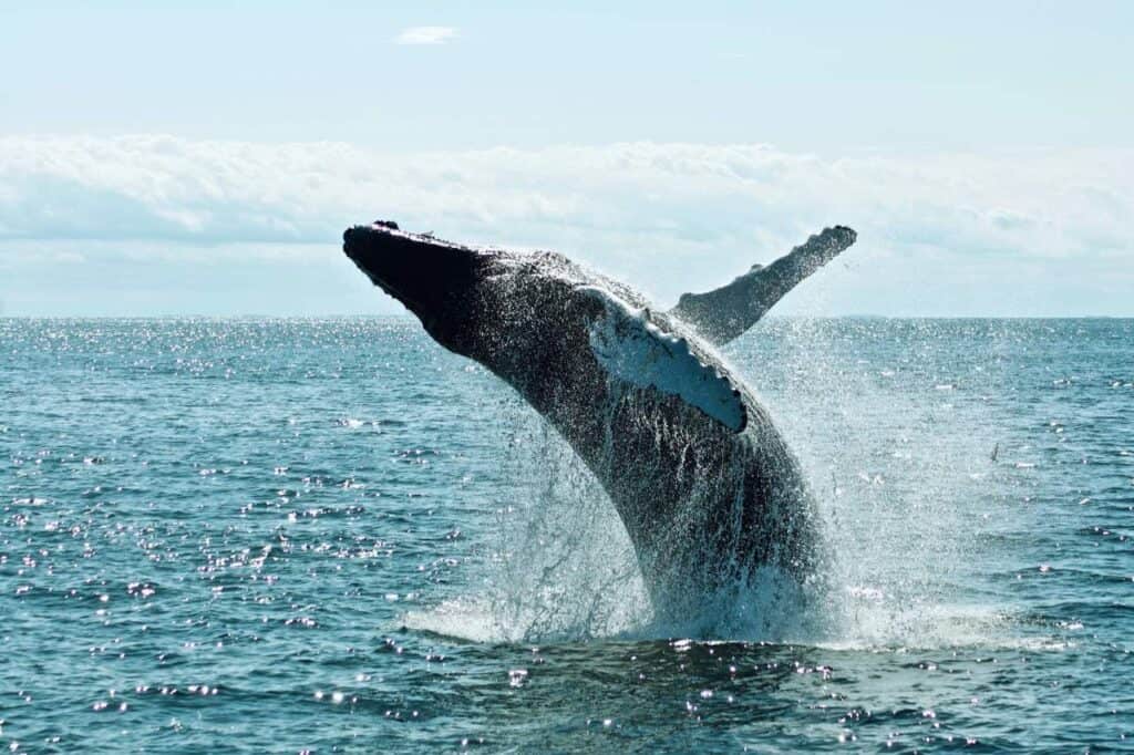 A whale watching scene off the coast of South Africa. In the foreground, a large whale is breaching the ocean's surface, with water splashing around it. The deep blue sea stretches out toward the horizon, with distant mountains and a clear, bright sky completing the scenic backdrop.