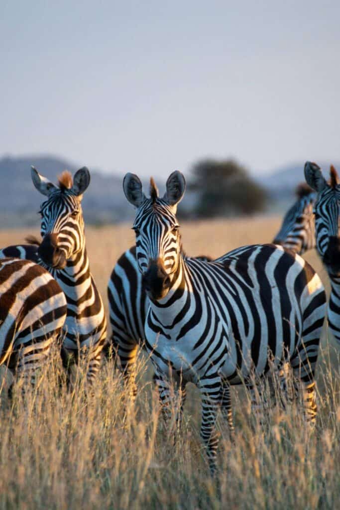 a dazzle of zebra at sunset in the serengeti national park, tanzania